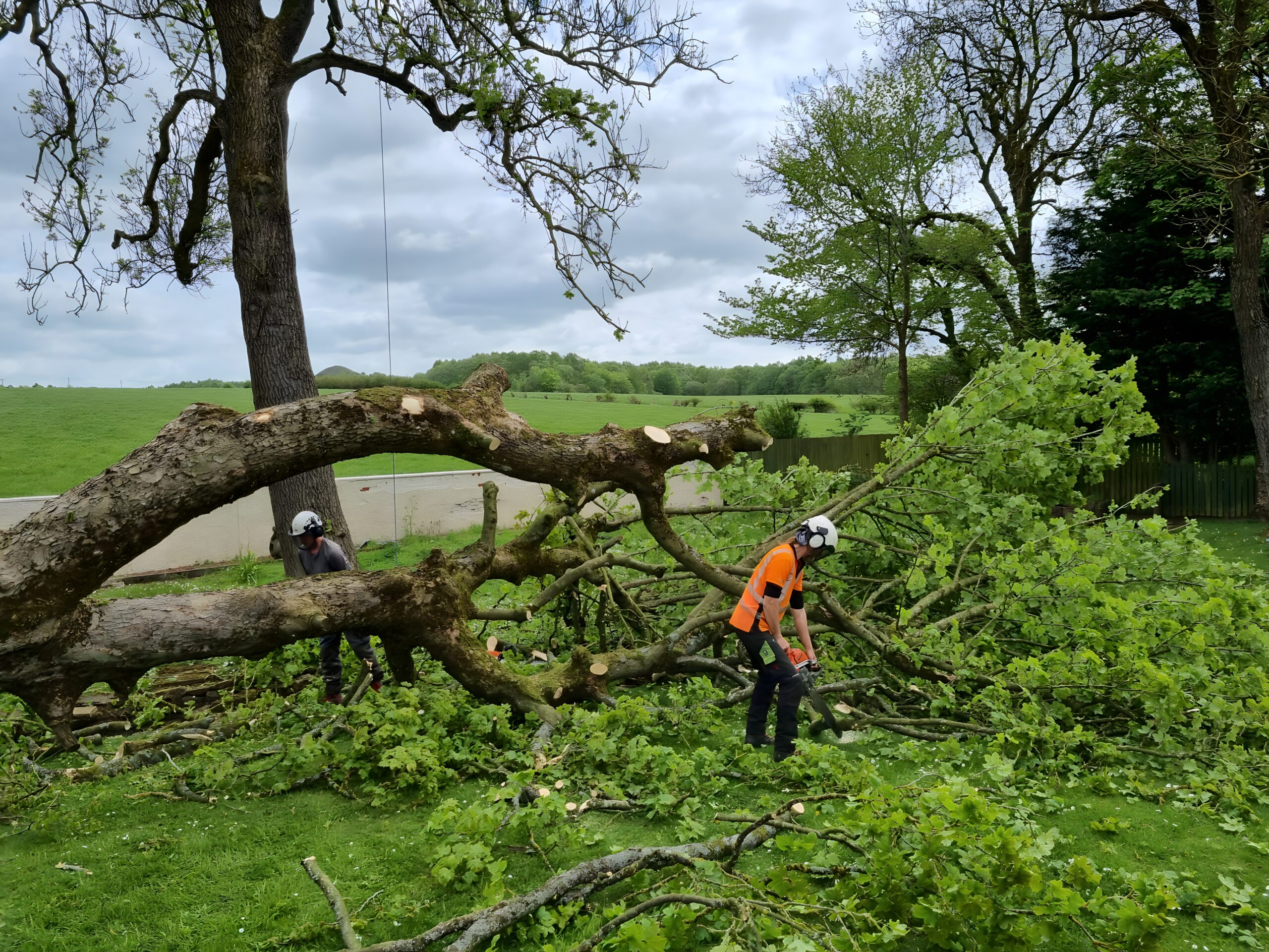 Welcome to the GlasGrow Tree Surgeons Blog