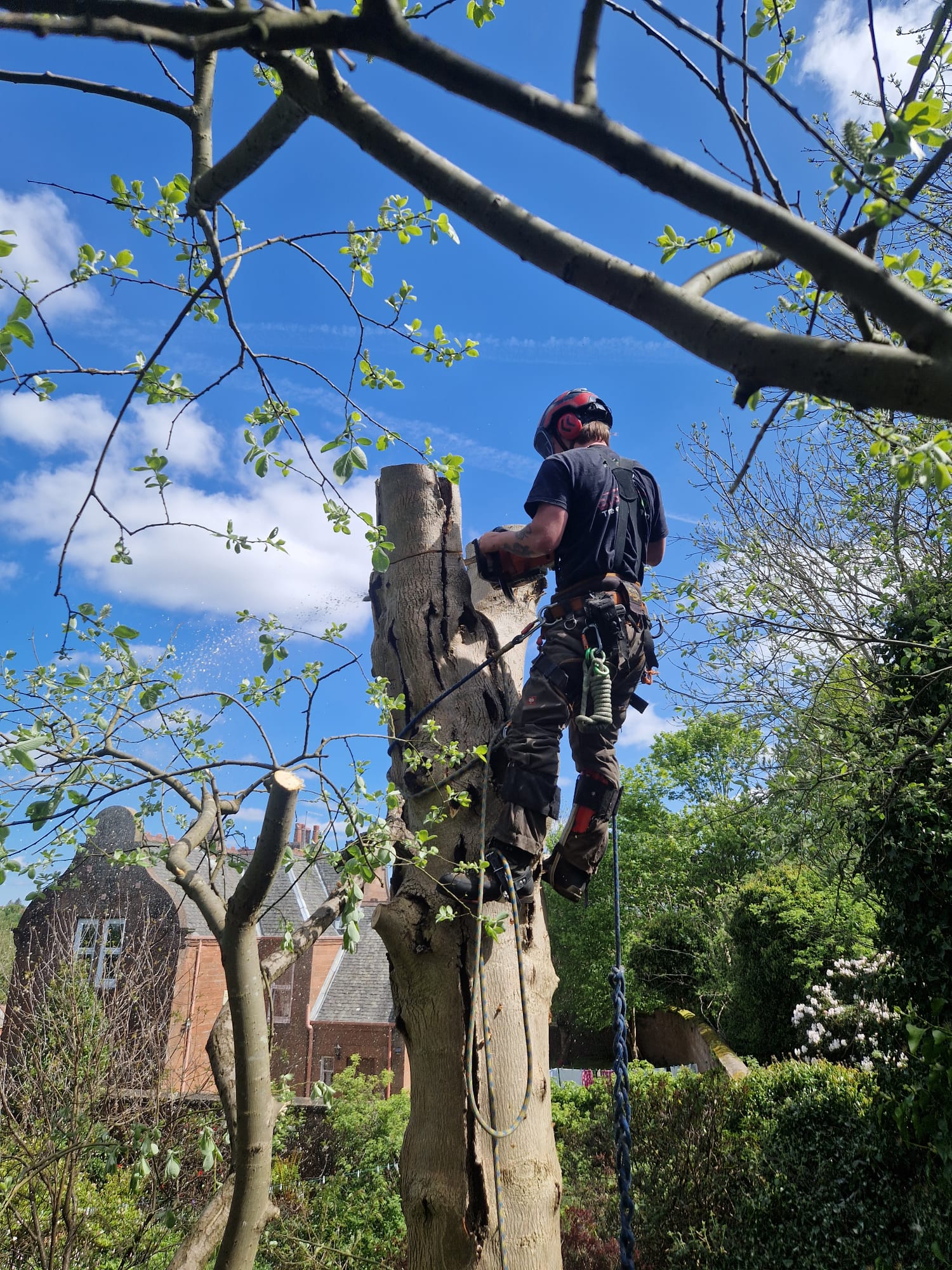 Professional Tree Removal in Glasgow — Safe, Efficient, and Fully Insured