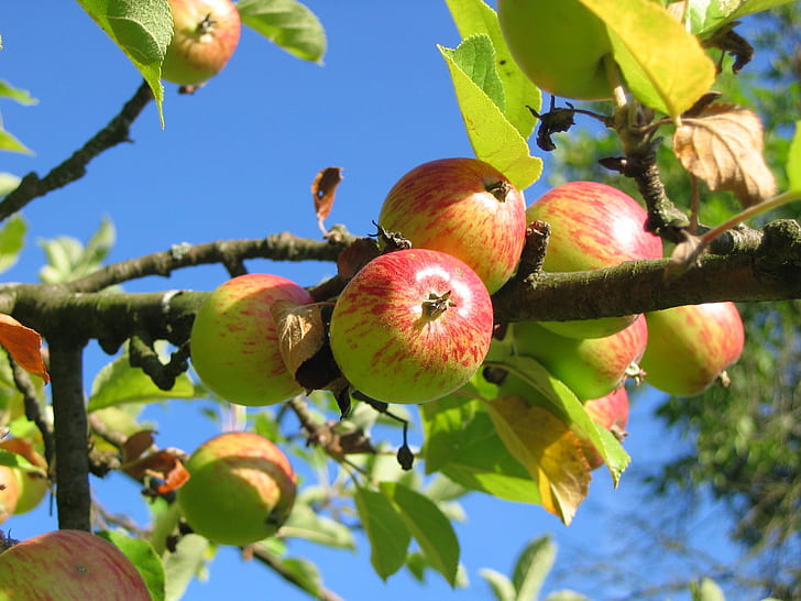 Pruning Fruit Trees in Glasgow | Professional Fruit Tree Pruning
